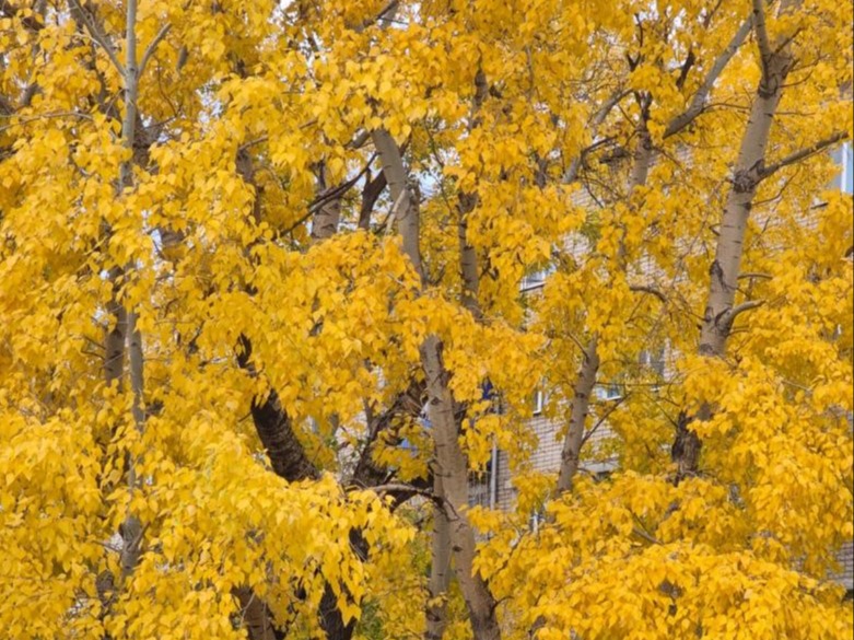 Конкурс «Фотоосень».